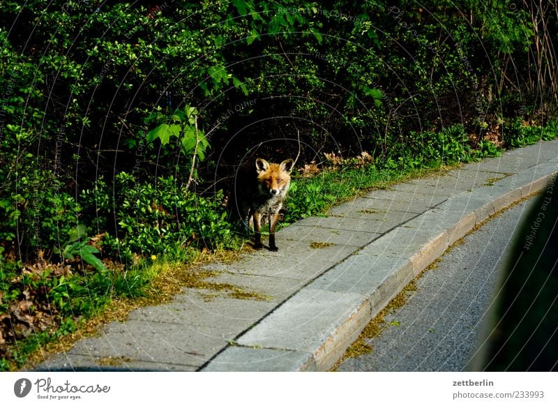 Fuchs Umwelt Natur Landschaft Pflanze Straße Blick gefährlich Landraubtier Bordsteinkante begegnen Farbfoto Gedeckte Farben Textfreiraum links