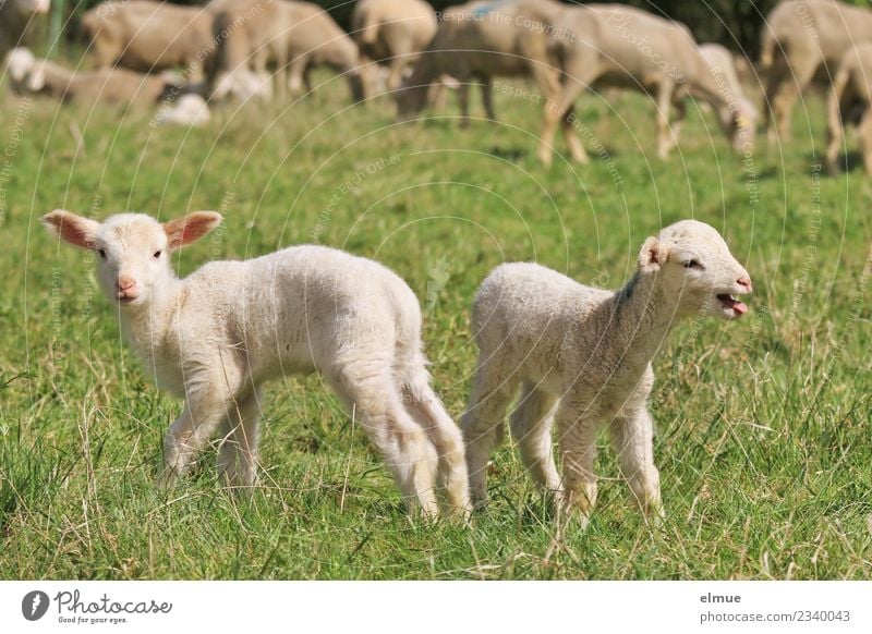 zwei Lämmchen auf der Wiese Nutztier Schaf Lamm Osterlamm Schafherde Zwilling Herde Blick stehen Zusammensein kuschlig klein niedlich Gefühle Glück Lebensfreude