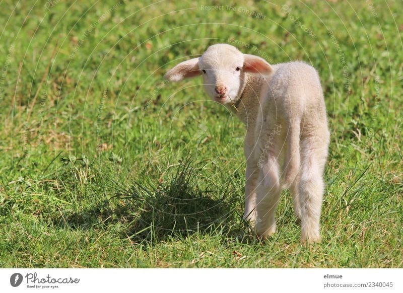 ein Lämmchen auf der Wiese Frühling Nutztier Schaf Lamm Osterlamm Tierjunges Kommunizieren Blick stehen hell schön kuschlig klein niedlich Fröhlichkeit