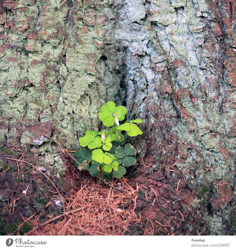 Das Glück lauert in jeder Ecke Umwelt Natur Frühling Sommer Pflanze Baum Blatt Wachstum Fröhlichkeit grün Zufriedenheit Lebensfreude Frühlingsgefühle Kraft Mut