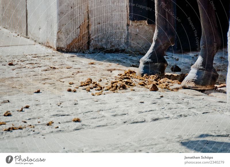 Ein Pferd steht in seiner eigenen Scheiße Tier 3 Tiergruppe Herde ästhetisch Reiten Reitsport Pferdegangart Pferdekutsche Hufeisen Farbfoto Außenaufnahme