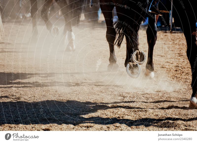 Pferde im Galopp Tier 3 Tiergruppe Herde ästhetisch Reiten Reitsport Pferderennen Pferdegangart Pferdekutsche Hufeisen Sand Rennsport aufwirbeln Dunst staubig