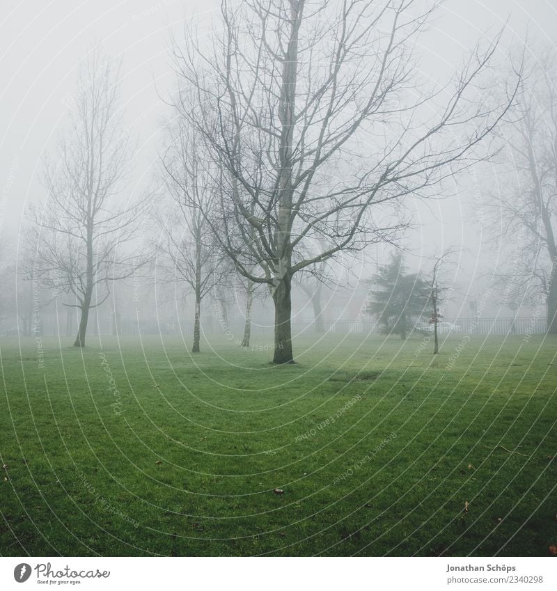 kahle Bäume im Nebel, Glasgow, Schottland ästhetisch Nebelschleier Dunst gruselig Nebelstimmung Nebellandschaft Farbfoto Außenaufnahme Menschenleer