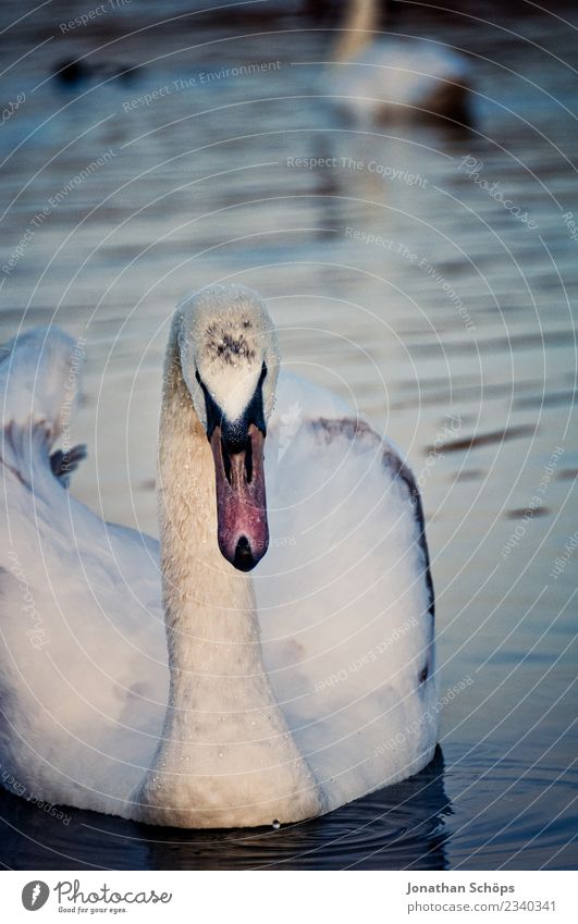 Schwan auf einem See in der Abenddämmerung Tier Wildtier elegant Vogel Schnabel Entenvögel Königlich Stolz Teich Wasser Park England Vollendung majestätisch