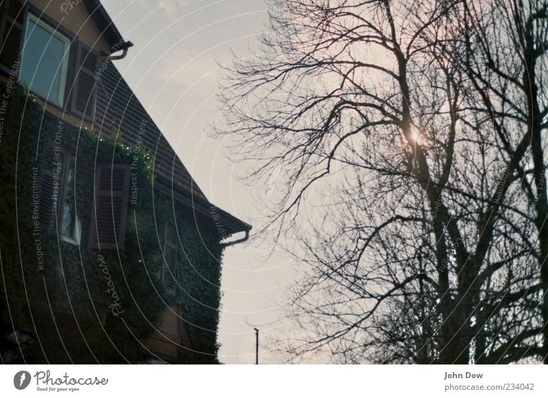 Villa Kunterbunt Sonnenlicht Baum Sträucher Blatt Grünpflanze Haus Gebäude Fassade Fenster Dach Dachrinne Wachstum gruselig Vergangenheit Vergänglichkeit