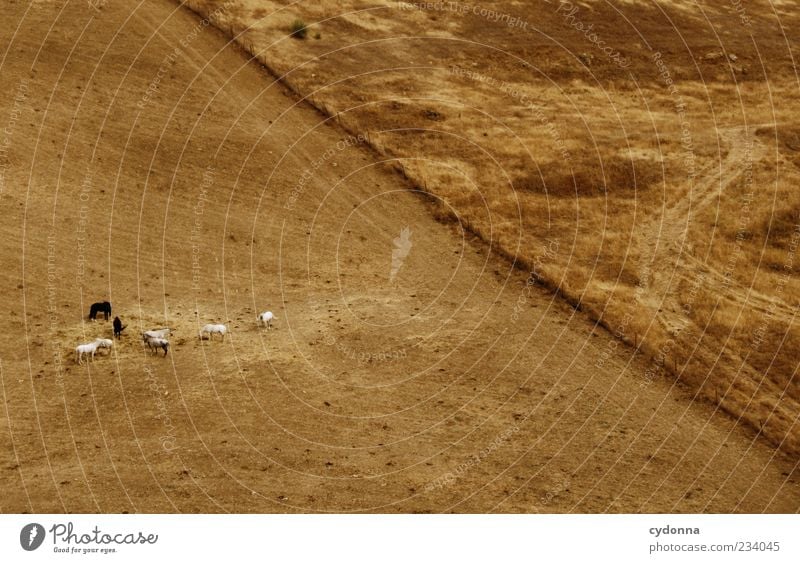 Mittagszeit Ferne Freiheit Umwelt Natur Landschaft Erde Sommer Wiese Wege & Pfade Pferd Herde Bewegung Einsamkeit einzigartig entdecken Idylle Leben ruhig schön