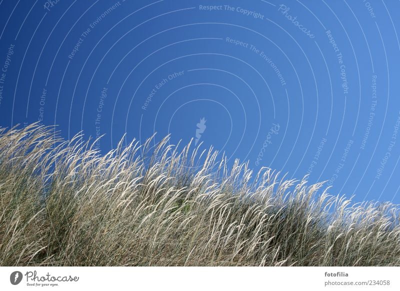 der wind liebt das gras Erholung Sommer Strand Umwelt Natur Landschaft Pflanze Himmel Wolkenloser Himmel Wetter Schönes Wetter Wind Gras blau Farbfoto