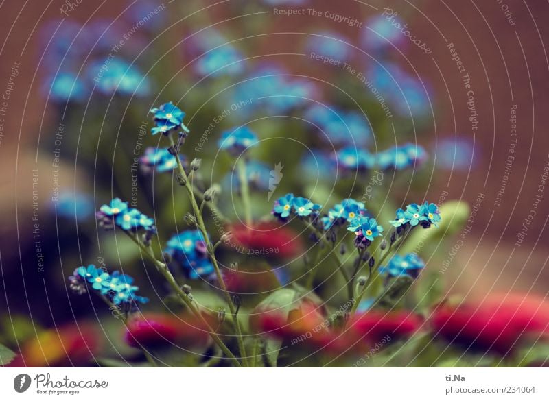 Blumengruß zum Muttertag Umwelt Natur Frühling Vergißmeinnicht Gänseblümchen Garten Blühend Duft Wachstum schön blau rosa Schwarzweißfoto mehrfarbig Nahaufnahme