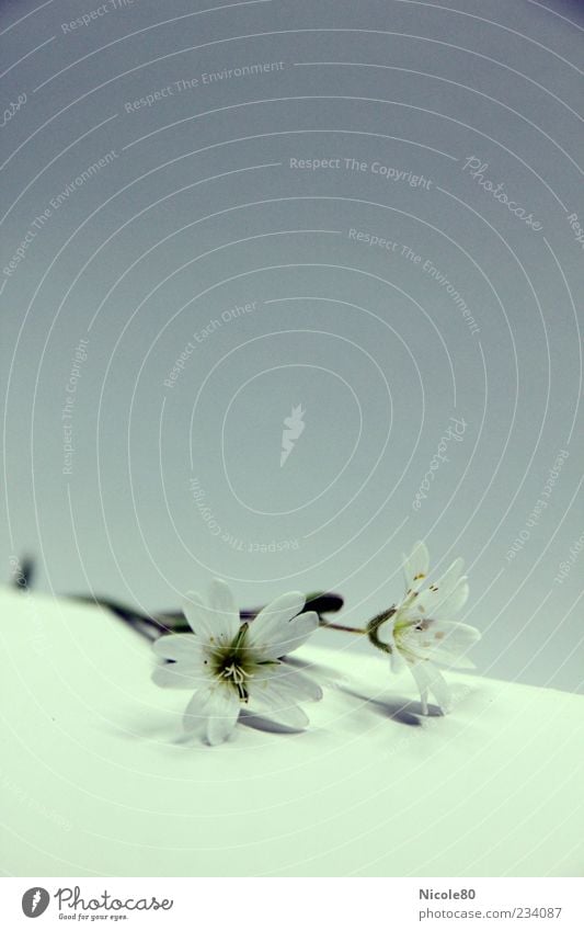 Blütenduett Pflanze Frühling Blume Wildpflanze natürlich zart Farbfoto Innenaufnahme Nahaufnahme Textfreiraum oben Textfreiraum unten Hintergrund neutral