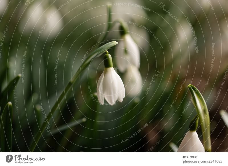 Schneeglöckchen Umwelt Natur Erde Frühling Schönes Wetter Pflanze Blume Gras Blatt Blüte Wildpflanze Frühblüher Lebewesen Liliengewächse Blütenpflanze Garten