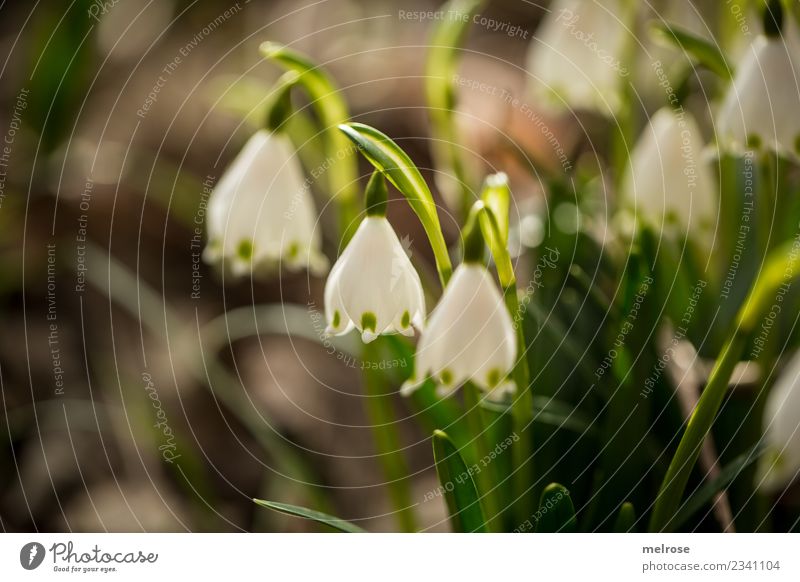 Frühlingsglockenblümschchen Umwelt Natur Erde Sonne Sonnenlicht Schönes Wetter Pflanze Sträucher Blatt Blüte Wildpflanze Frühblüher Lebewesen Blütenkelch