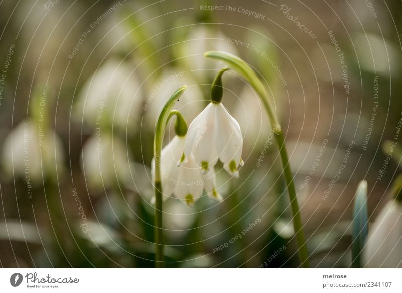 Glockenklang auf selber Wellenlänge Natur Erde Frühling Schönes Wetter Pflanze Blume Blüte Wildpflanze Frühblüher Frühlingsknotenblume Glockenblume