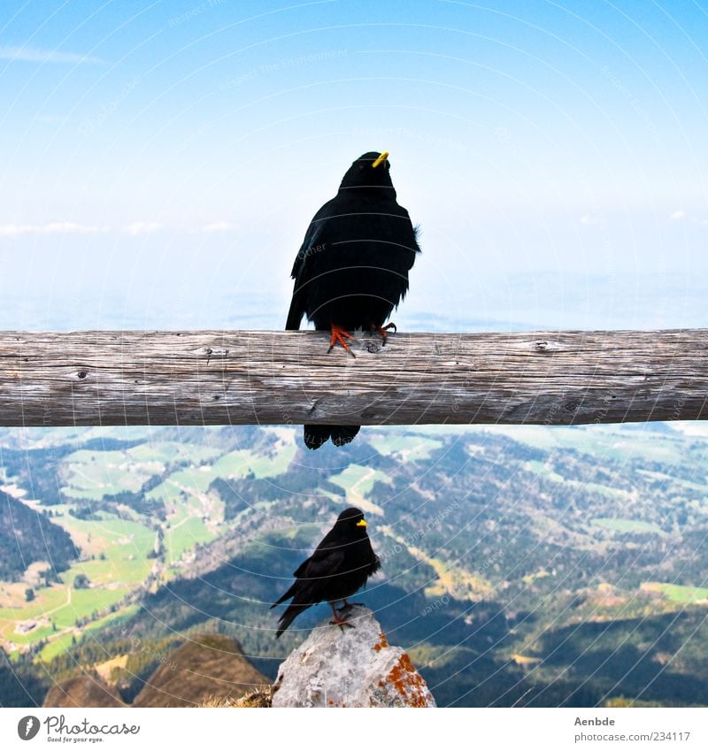 Ausblick Natur Luft Sommer Schönes Wetter Felsen Alpen Berge u. Gebirge Tier Vogel Krallen Krähe 2 ästhetisch blau Rabenvögel Schnabel Baumstamm festhalten