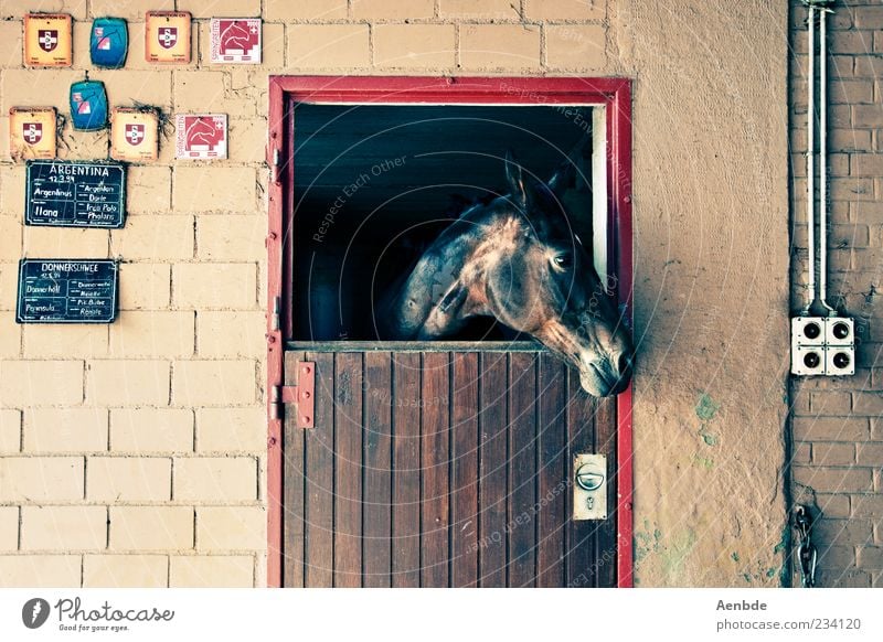 Pferdestall Stil Freizeit & Hobby Reiten Menschenleer Mauer Wand Tier 1 Blick warten glänzend Tür Schilder & Markierungen mehrfarbig Fensterblick beobachten