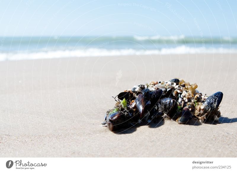 Eigenheimsiedlung Sand Wasser Küste Strand Nordsee Meer Muschel Miesmuschel Tiergruppe Tierfamilie hell Sicherheit Schutz Geborgenheit Warmherzigkeit Sympathie