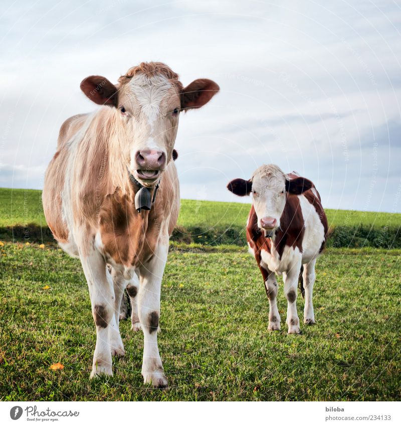 Abgrasen und Maulaffen feilhalten Natur Landschaft Wiese Feld Kuh 2 Tier Fressen füttern Coolness niedlich braun grau grün Kuhglocke Milchwirtschaft Vieh