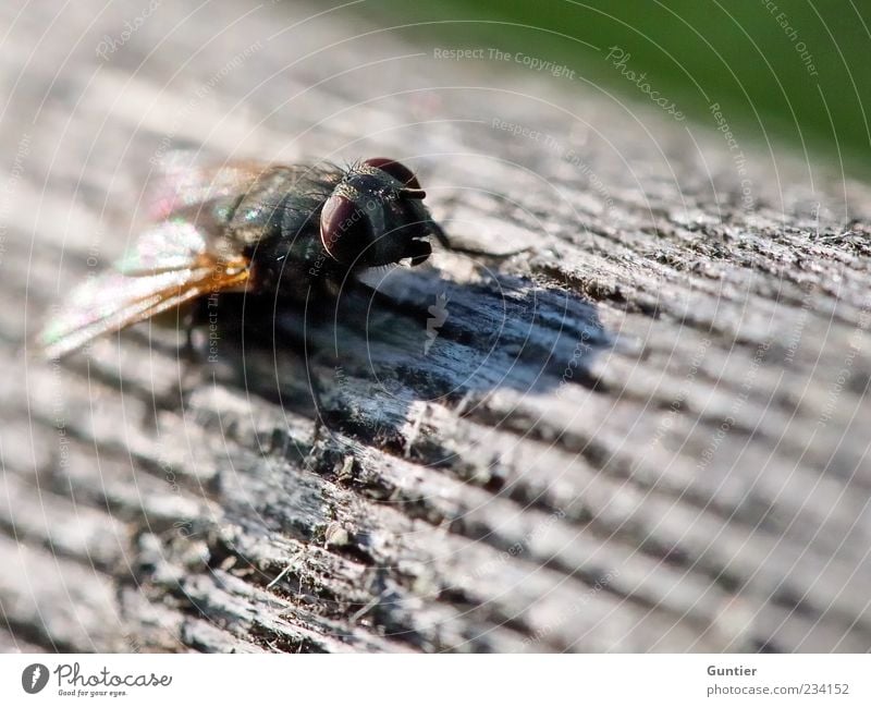 Fliege auf Holz Wildtier Flügel 1 Tier mehrfarbig grau grün schwarz weiß Holzbrett Insekt Auge braun beobachten warten Kopf Tierfuß Farbfoto Außenaufnahme