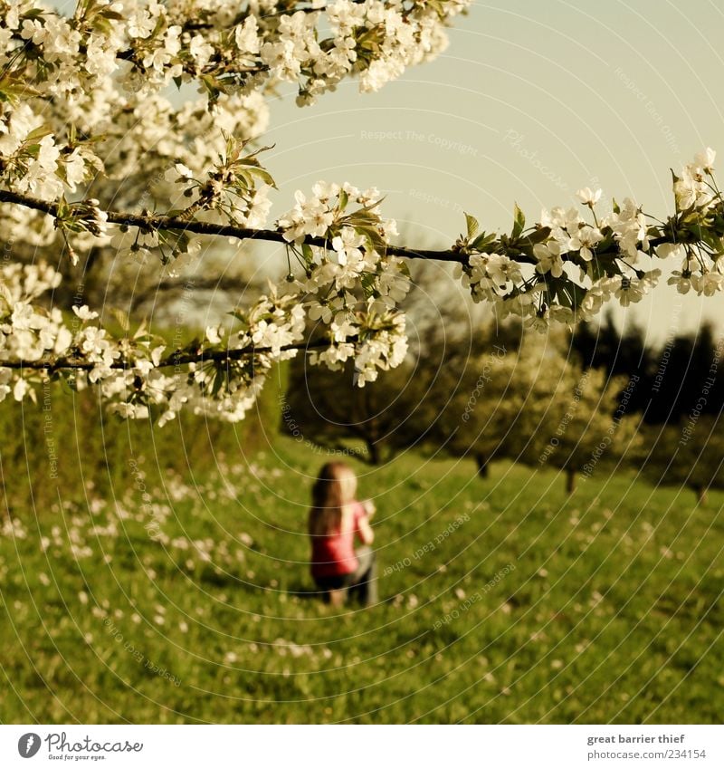 Frühling Mädchen Blüten Wiese Bäume Kind 1 Mensch 3-8 Jahre Kindheit Natur Landschaft Pflanze Schönes Wetter Baum Erholung festhalten träumen frei schön grün