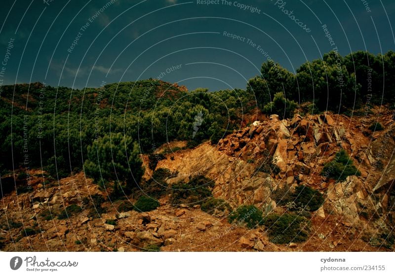 Schattiges Plätzchen gesucht Ferne Freiheit Umwelt Natur Landschaft Wolkenloser Himmel Sommer Klima Wärme Baum Wald Felsen Berge u. Gebirge Einsamkeit Idylle