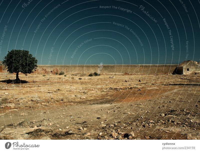 Unüberbrückbare Differenzen Ferne Freiheit Umwelt Natur Landschaft Erde Wolkenloser Himmel Sommer Klima Wärme Dürre Baum Haus Ruine Mauer Wand Einsamkeit