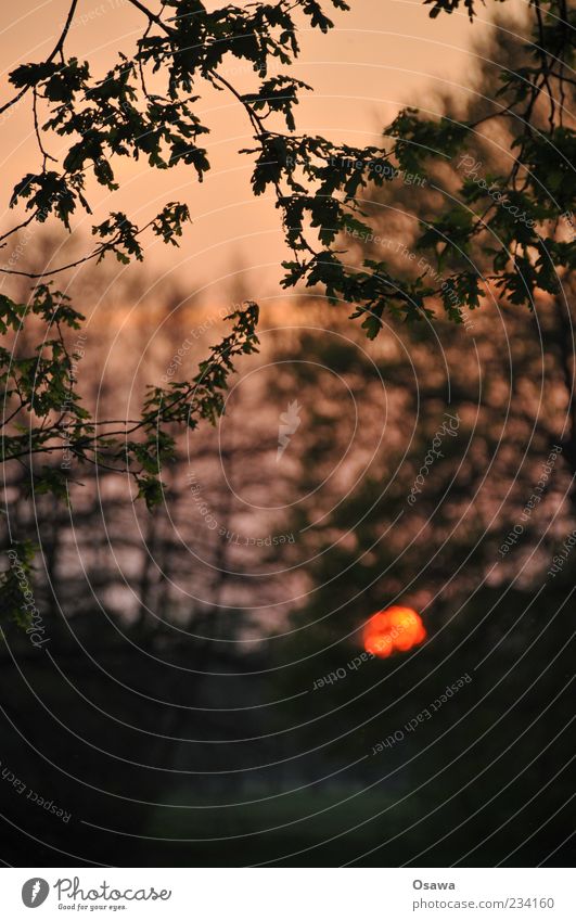 Dämmerung Sonne Sonnenuntergang Abend Abenddämmerung Baum Blatt Silhouette Natur Wald Landschaft Hochformat Textfreiraum Himmel Traurigkeit ruhig Menschenleer