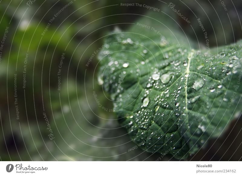 Regentropfen im Feld Umwelt Natur Pflanze Wassertropfen Blatt Grünpflanze Nutzpflanze frisch grün nass Tau Farbfoto Außenaufnahme Nahaufnahme Menschenleer