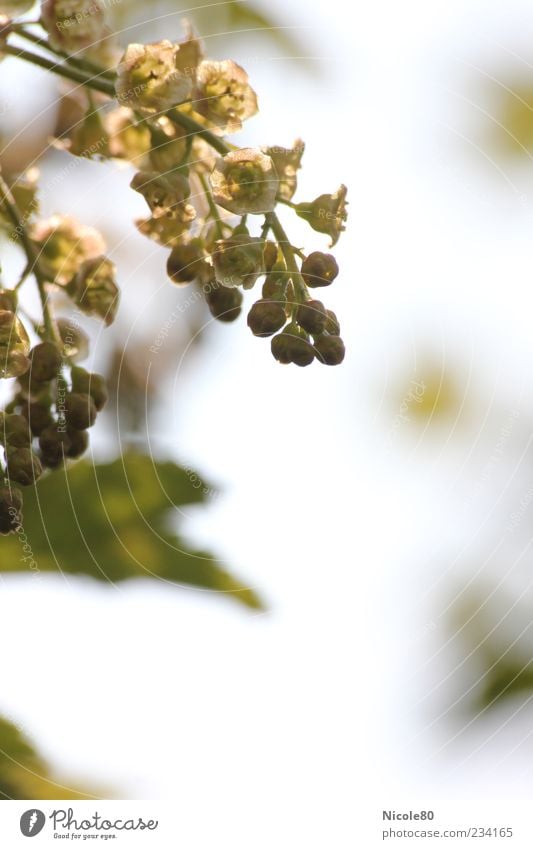 zukünftige Johannisbeeren Umwelt Natur Pflanze Frühling frisch neu zart Traubenblüte Farbfoto Gedeckte Farben Außenaufnahme Nahaufnahme Detailaufnahme