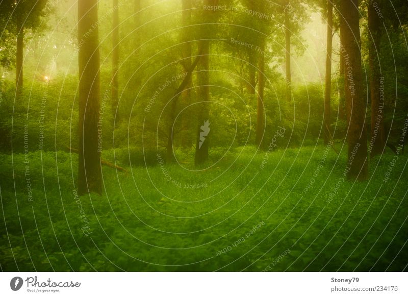 Dämmerung im Auwald Natur Landschaft Pflanze Frühling Baum Gras Sträucher Wald Auenland Flußauen träumen grün ruhig Einsamkeit Frieden Märchen Farbfoto