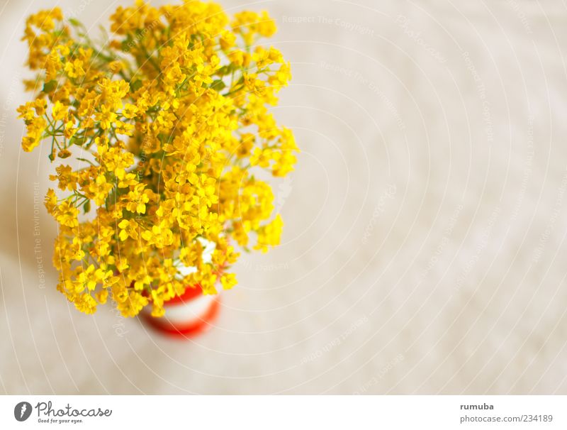 Frühlingsblümlis Natur Pflanze Blumenstrauß leuchten niedlich schön gelb Fröhlichkeit Lebensfreude Frühlingsgefühle Sympathie Freude Blüte Vase Farbfoto