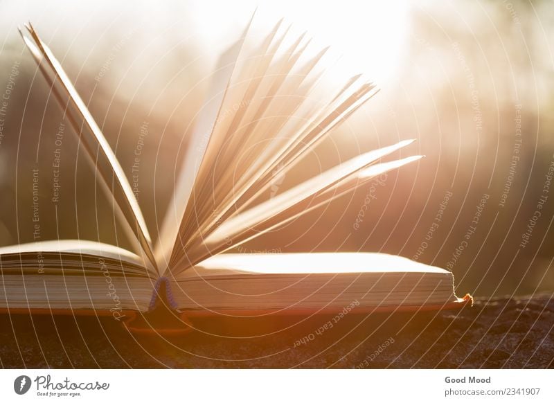 offenes Buch unter Sonnenuntergang Sonnenlicht Freizeit & Hobby lesen Sommer Wissenschaften Schule Studium Büroarbeit Natur Herbst Baum Papier Holz alt