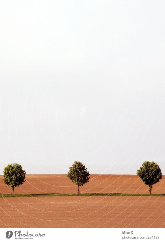 3 Bäume Natur Landschaft Himmel Frühling Baum Feld Wachstum braun Allee Farbfoto Gedeckte Farben Außenaufnahme Menschenleer Textfreiraum oben Textfreiraum unten