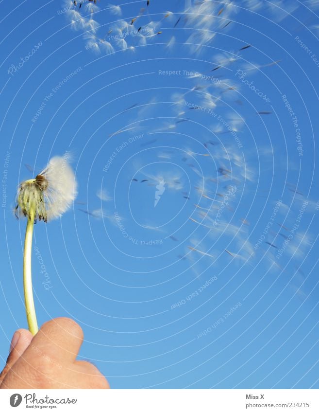 km/h Natur Pflanze Wolkenloser Himmel Frühling Sommer Schönes Wetter Blume fliegen Geschwindigkeit Beginn Freiheit Leichtigkeit Samen blasen Löwenzahn