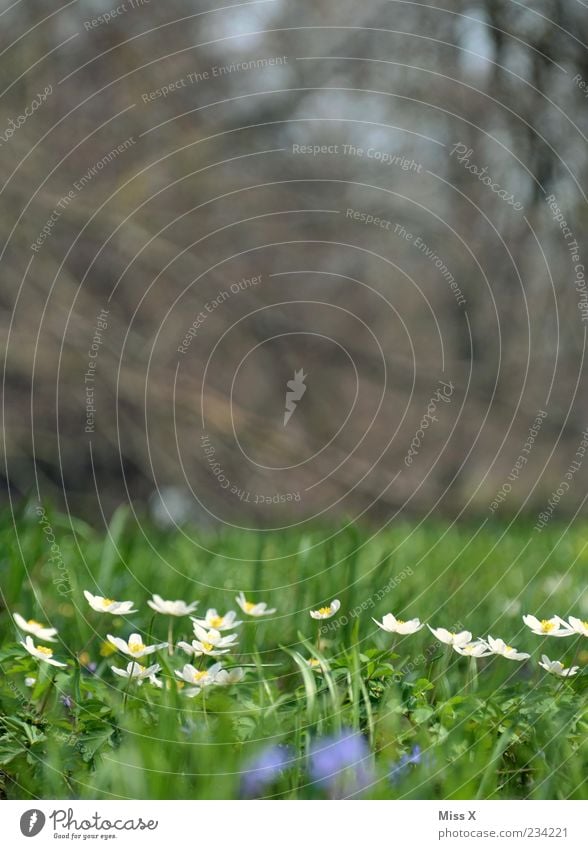 Buschwindröschen Natur Pflanze Frühling Blume Blüte Blühend Duft Wachstum klein weiß Blumenwiese Wiese Farbfoto mehrfarbig Außenaufnahme Nahaufnahme