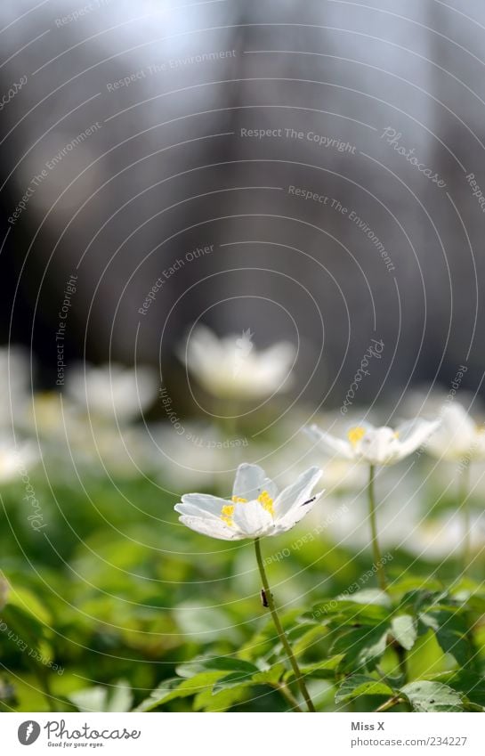 Buschwindröschen mit Fliege Umwelt Natur Pflanze Frühling Schönes Wetter Blume Blüte Wiese Blühend Duft Wachstum Blumenwiese Frühlingstag Farbfoto mehrfarbig