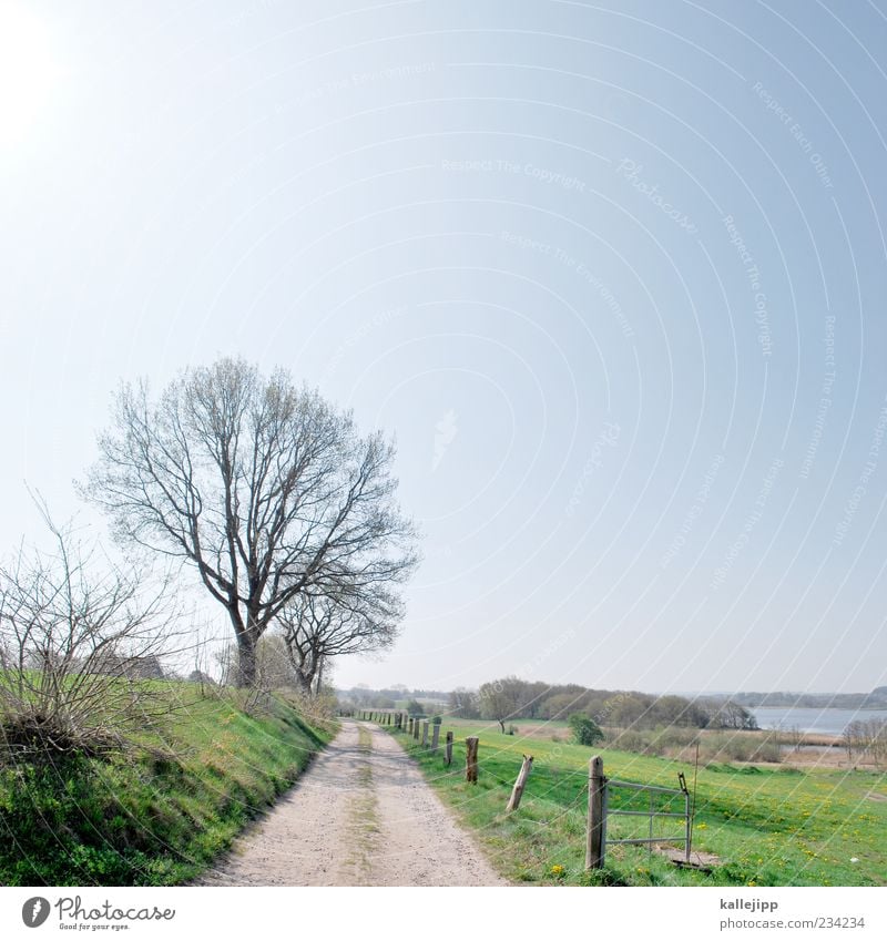 ortsausgang Umwelt Luft Wasser Klima Schönes Wetter Fußweg Zaun Begrenzung Baum Frühling Ziel Schlei Himmel Wolkenloser Himmel Farbfoto mehrfarbig Außenaufnahme