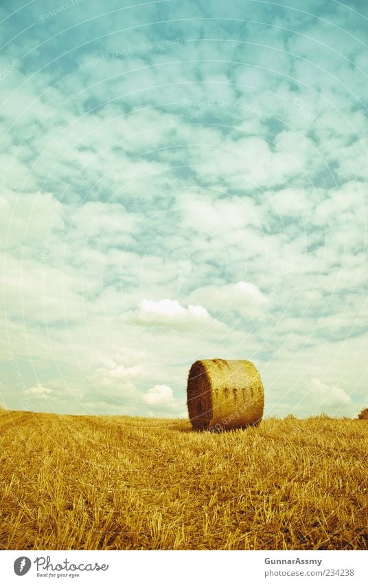 Erntezeit Umwelt Himmel Sommer Schönes Wetter Nutzpflanze Feld nachhaltig blau gelb gold Natur Perspektive Farbfoto Außenaufnahme Menschenleer Tag Heuballen