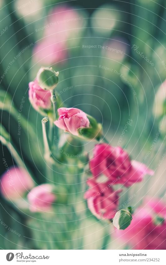 œillet Pflanze Blume Blatt Blüte Nelkengewächse Blühend frisch grün rosa Blumenstrauß Blütenknospen Textfreiraum oben Blütenblatt Stengel Detailaufnahme