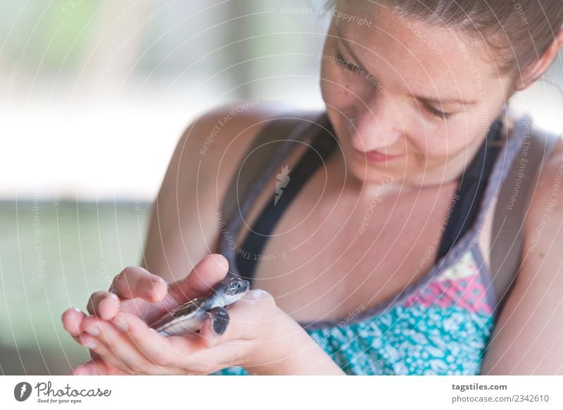 Koscoda, Sri Lanka - Eine kleine Schildkröte in der Hand haltend Tier Asien schön züchten Frau Halt Idylle leuchten beeindruckend Blick natürlich Natur