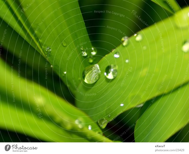 kleine Tröpchen Pflanze grün Faser Blatt Natur Wasser Tropfen