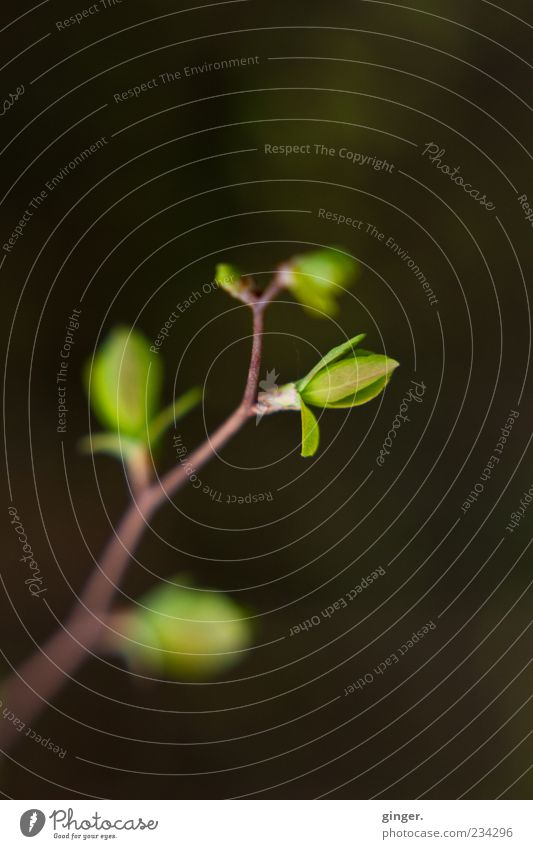 Entfaltung eines Nachzüglers Umwelt Natur Pflanze Sträucher Blatt Grünpflanze grün Zweige u. Äste Blattknospe Jungpflanze Wachstum entfalten mehrere streben