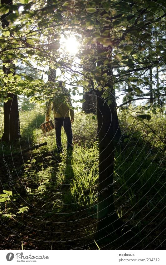 Suche im Wald Wohlgefühl Sommer Sonne Natur Wildpflanze authentisch bedrohlich dunkel gruselig nachhaltig natürlich schön Freude Zufriedenheit Sehnsucht