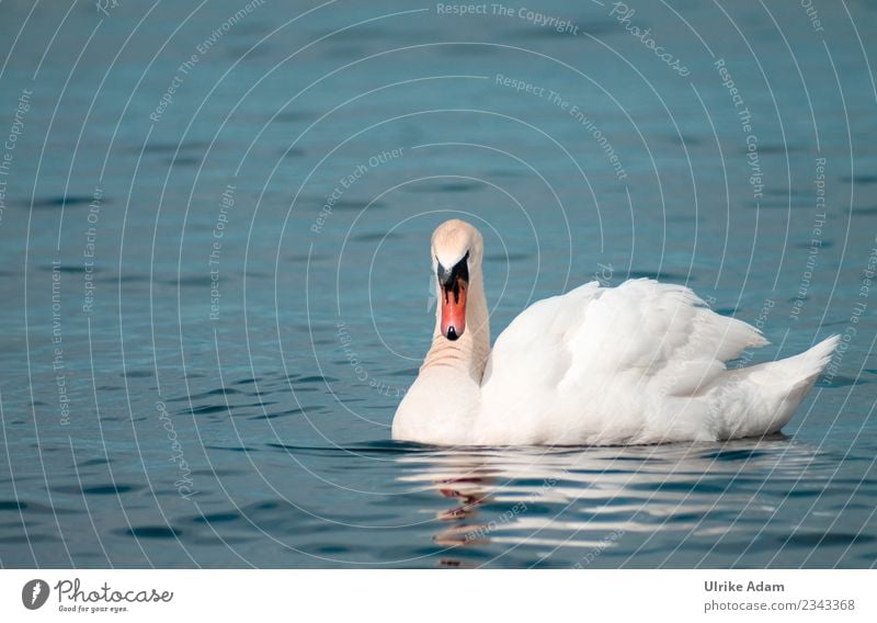 Schwan im Meer elegant Natur Tier Wasser Frühling Sommer Herbst Wellen Küste Seeufer Ostsee Insel Bornholm Dänemark Wildtier Vogel Flügel Schnabel Metallfeder 1