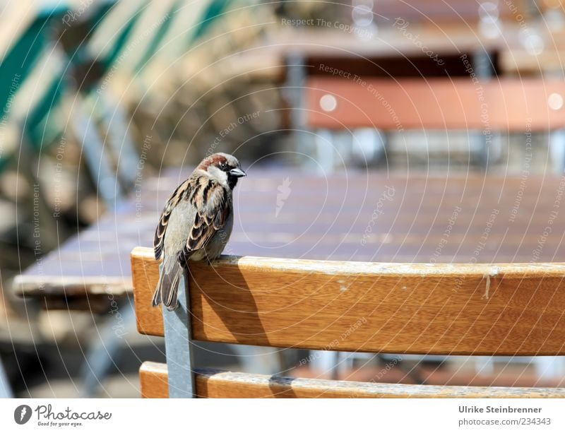 Besetzt! Tier Wildtier Vogel Spatz 1 hocken Blick sitzen warten lustig Wachsamkeit Erwartung Stuhl Platzhalter besetzen frech Frühling Stammtisch Farbfoto