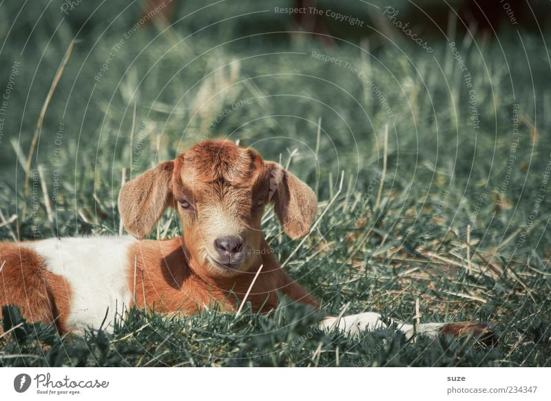 Zicklein Natur Tier Frühling Gras Nutztier 1 Tierjunges liegen natürlich niedlich Ziegen scheckig gefleckt Weide Fell Ziegenfell Farbfoto mehrfarbig