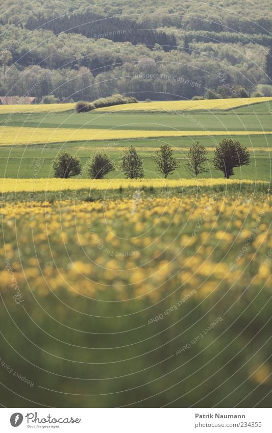 Landscape Leben Wohlgefühl Erholung ruhig Umwelt Natur Landschaft Pflanze Frühling Baum Gras Feld Zufriedenheit Lebensfreude Frühlingsgefühle Romantik Ferne