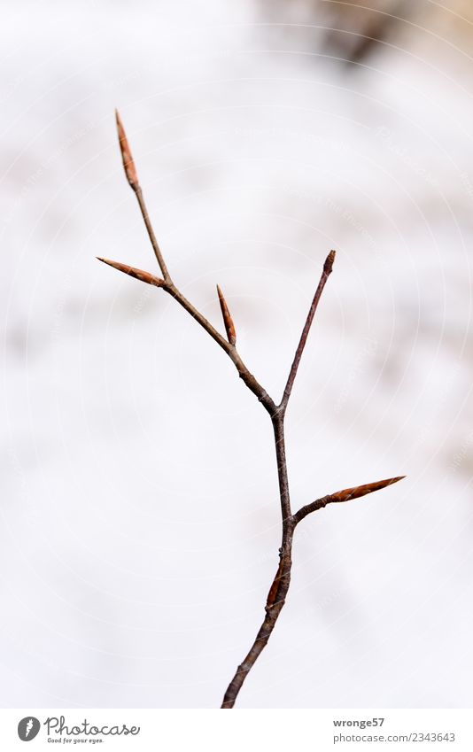 Zarte Blattknospen Pflanze Frühling Sträucher Park Wald Wachstum braun weiß austreiben zart filigran Farbfoto Gedeckte Farben Außenaufnahme Nahaufnahme