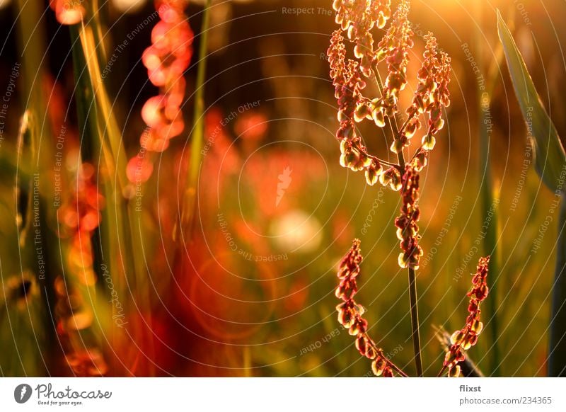 Frühlingsgeflüster Natur Schönes Wetter Blume Gras Zufriedenheit Frühlingsgefühle Vorfreude Optimismus Hoffnung Romantik Sehnsucht Farbfoto Außenaufnahme