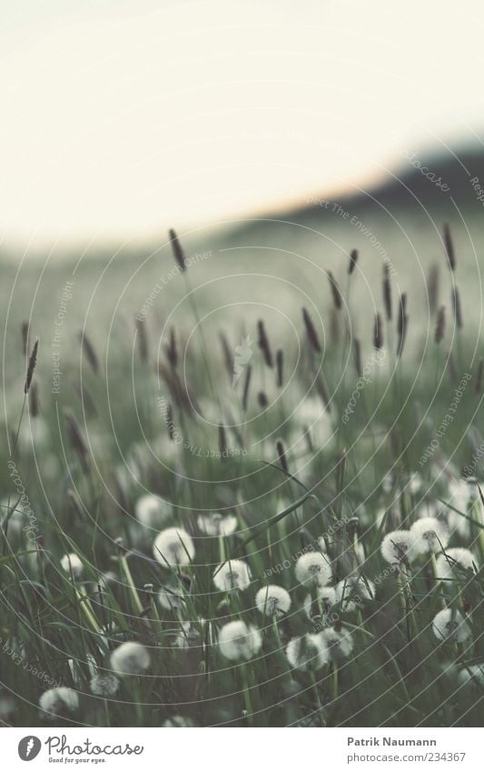 Blown Umwelt Natur Frühling Klimawandel Pflanze Gras Sträucher Grünpflanze Nutzpflanze Wiese Feld Blühend träumen frei grün weiß Frühlingsgefühle Leidenschaft