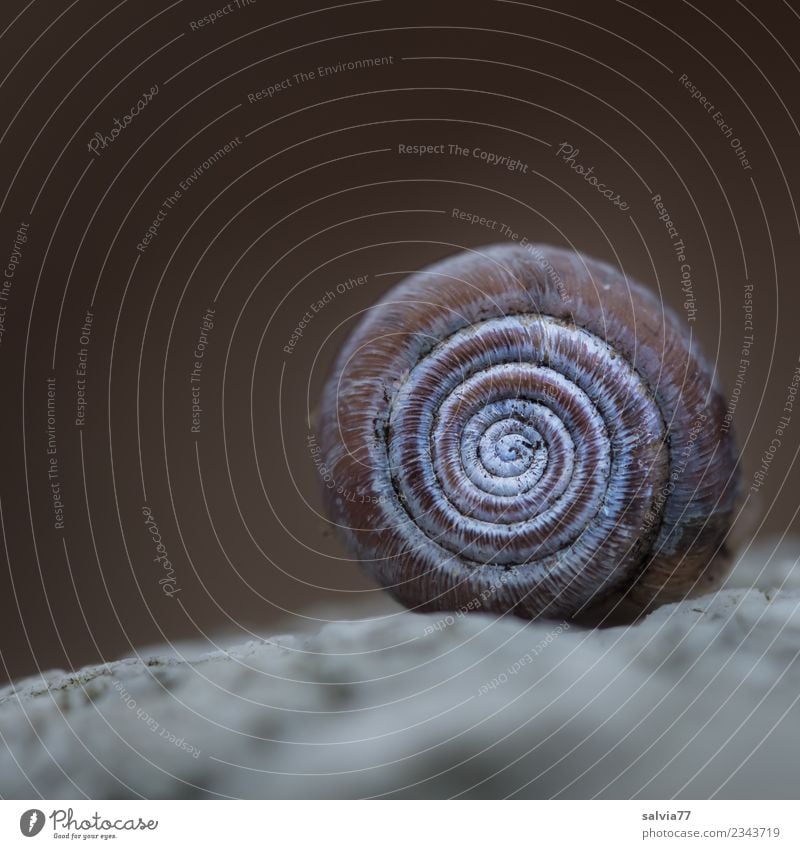 wie ein Fossil Natur Schlucht Stein Fossilien Schnecke alt ästhetisch außergewöhnlich rund braun grau Design Symmetrie Spirale Muster Farbfoto Gedeckte Farben