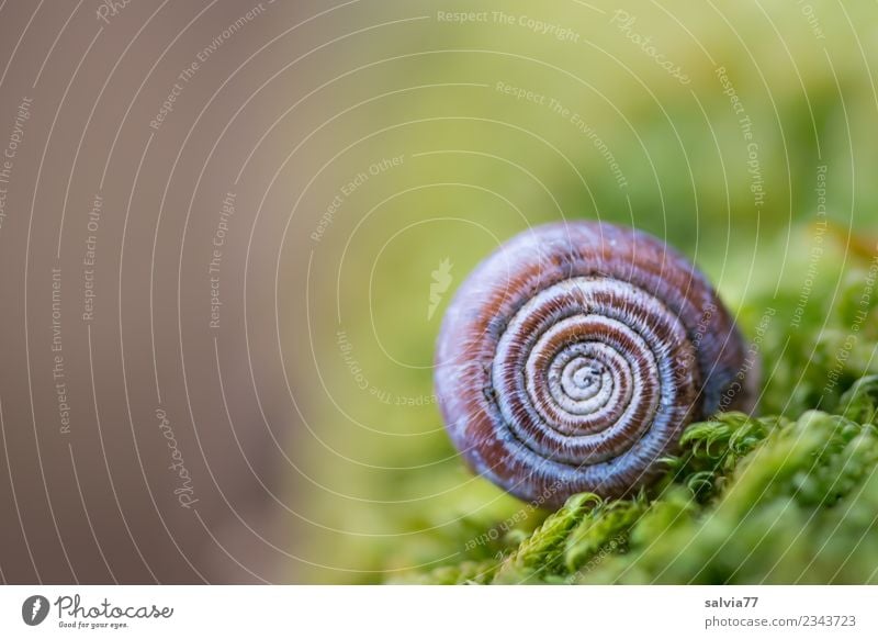 klein und rund Umwelt Natur Herbst Pflanze Moos Blatt Grünpflanze Wald Schnecke Schneckenhaus Zeichen Ornament weich braun grün Schutz Symmetrie Spirale